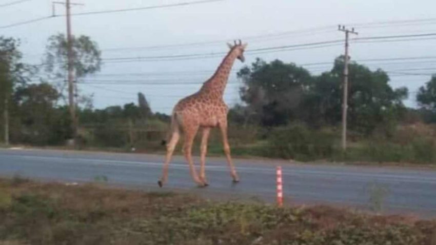 Giraffe on the Run