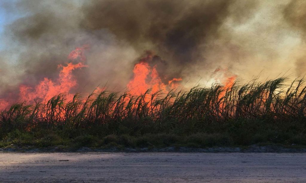 Sugarcane Growers in Central Thailand Defy Burning Ban