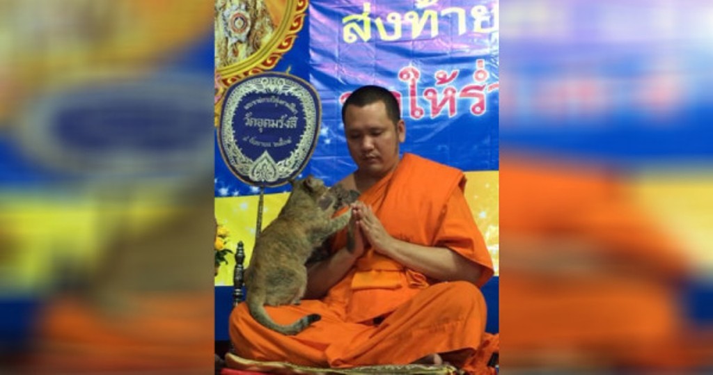 cat vs chants friendly feline tests buddhist monk s patience