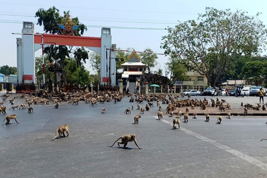 Monkeys, Thailand, Lopburi