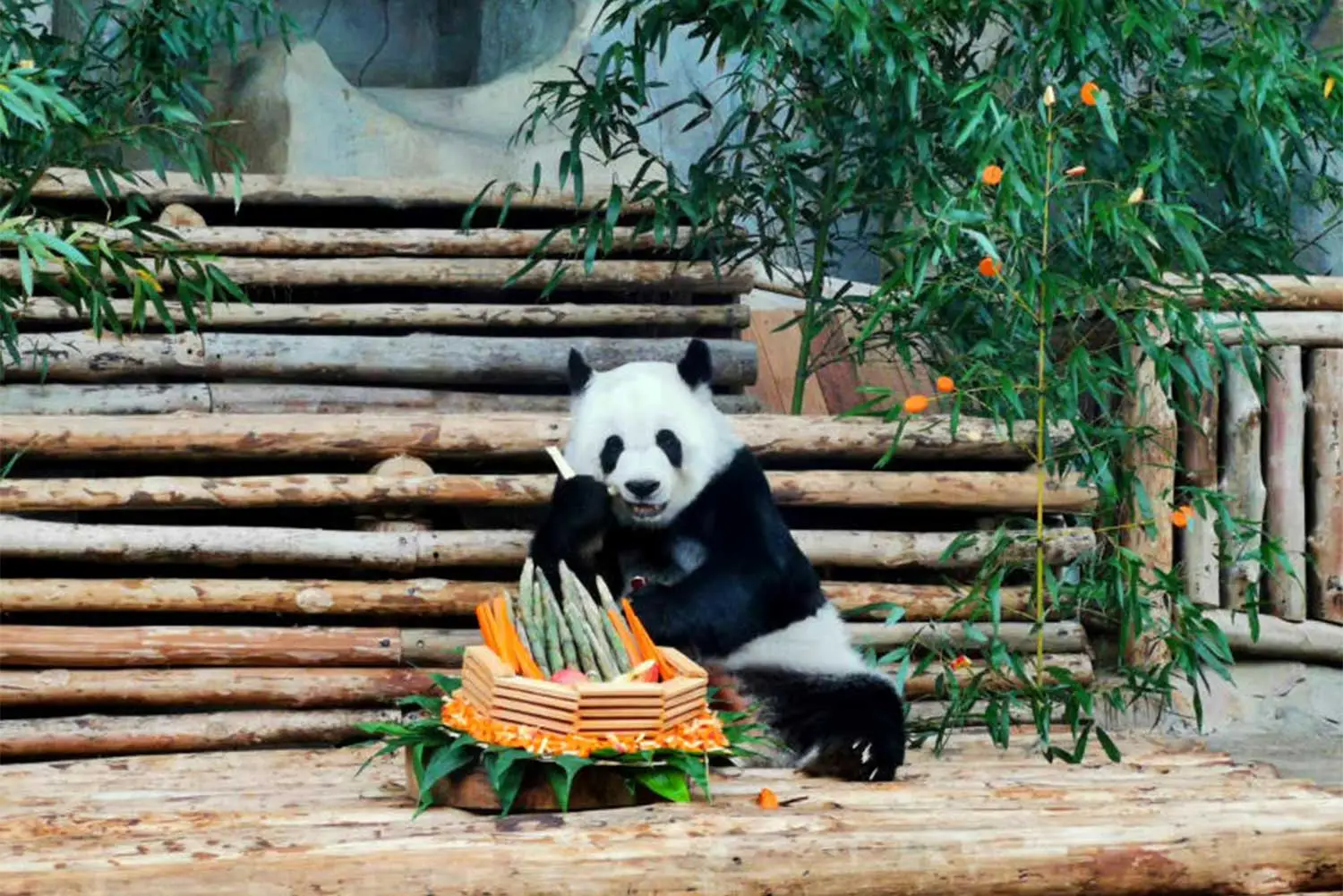 Giant Panda Lin Hui Celebrates 21st Birthday at Chiang Mai Zoo