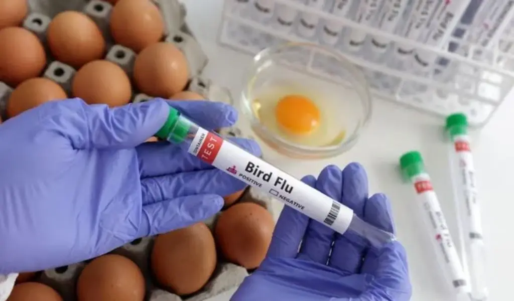 WHO Warns of Potential Bird Flu Pandemic Should Humanity Be Concerned