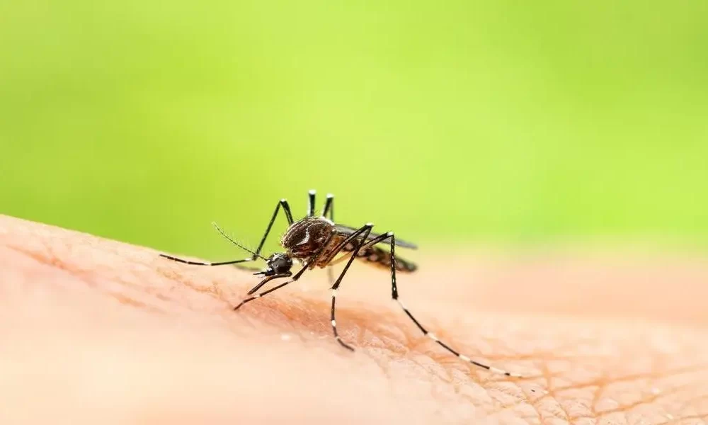 Mosquito Bite Causes Murray Valley Encephalitis Death - CTN News