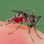 In Odisha, Dengue Spreads As Mosquitoes Thrive In The Capital City