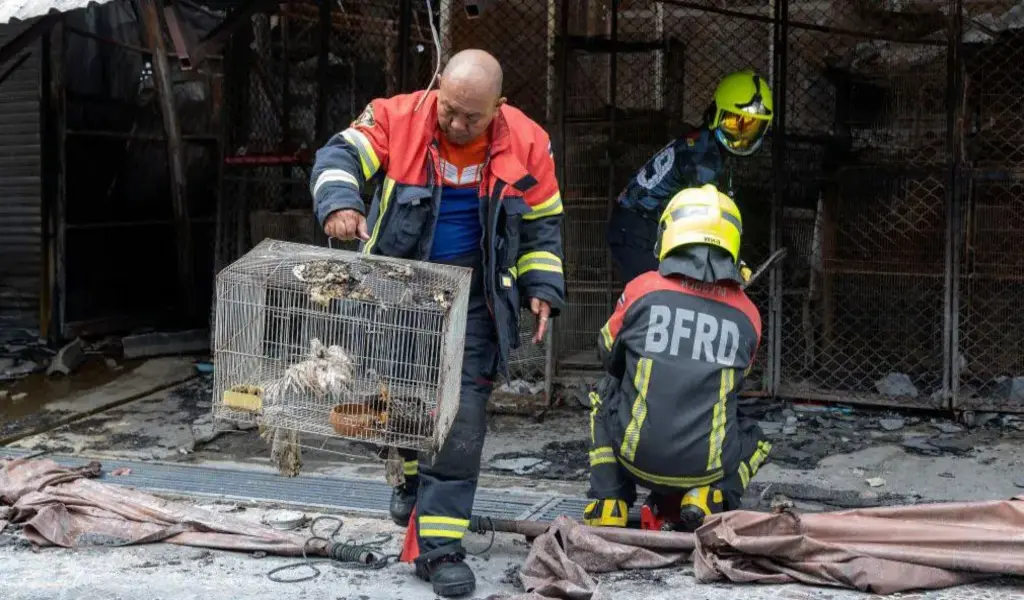 Fire at Bangkok's Chatuchak Market Kills Hundreds of Animals