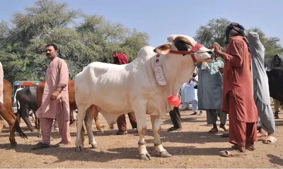 Pakistan to Celebrate Eidul Azha on June 17 Central Ruet-e-Hilal Committee Confirms