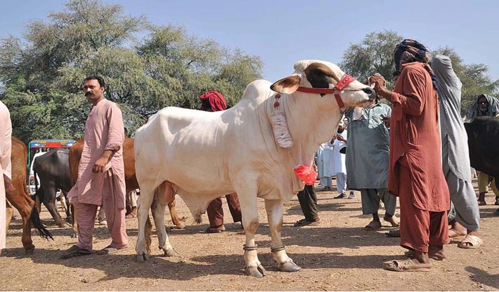 Pakistan to Celebrate Eidul Azha on June 17 Central Ruet-e-Hilal Committee Confirms