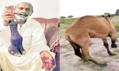 Police Arrest Five for Brutal Camel Abuse in Sanghar District Shocking Video Sparks Outrage
