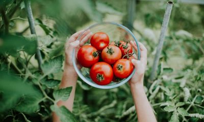 Choose the Right Tomatoes for Your Garden