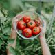 Choose the Right Tomatoes for Your Garden