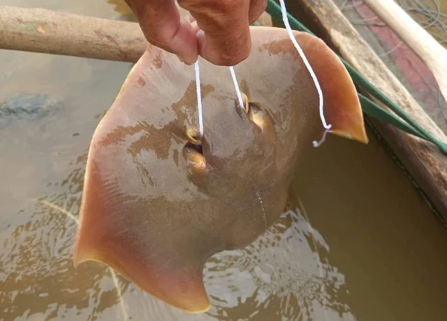 Stingrays in the Mekong River, at risk of extinction - CTN Image 