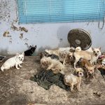 Starving Dogs Feeding on Owner After He Dies Alone in Bangkok Home