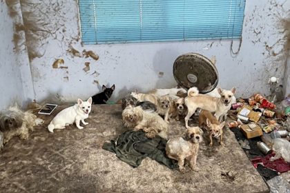 Starving Dogs Feeding on Owner After He Dies Alone in Bangkok Home