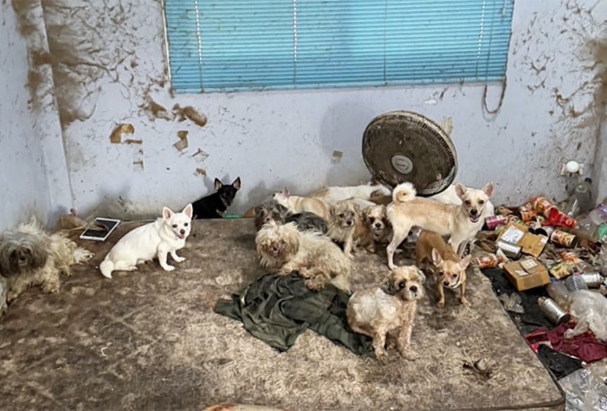 Starving Dogs Feeding on Owner After He Dies Alone in Bangkok Home