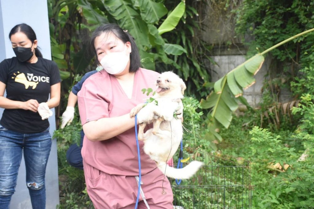 Staff from The Voice Foundation place dogs in cages