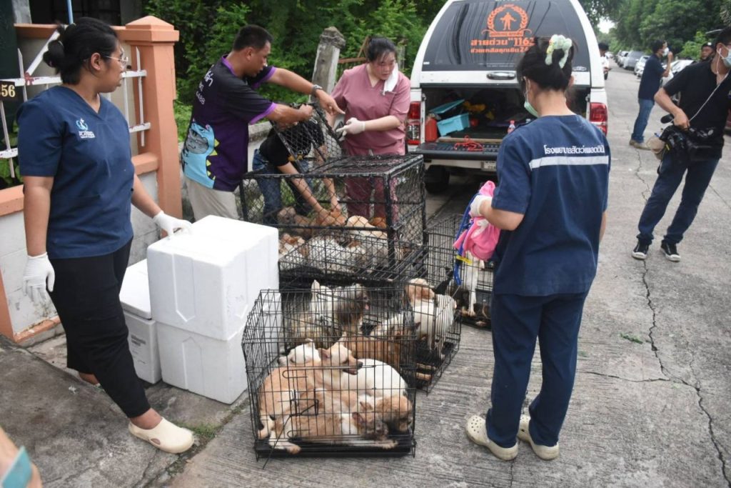 Staff from The Voice Foundation place dogs in cages