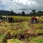 Ministry of Commerce Collaborates with Major Companies to Stabilize Agricultural Produce Prices in Thailand