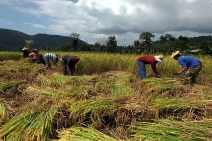 Ministry of Commerce Collaborates with Major Companies to Stabilize Agricultural Produce Prices in Thailand