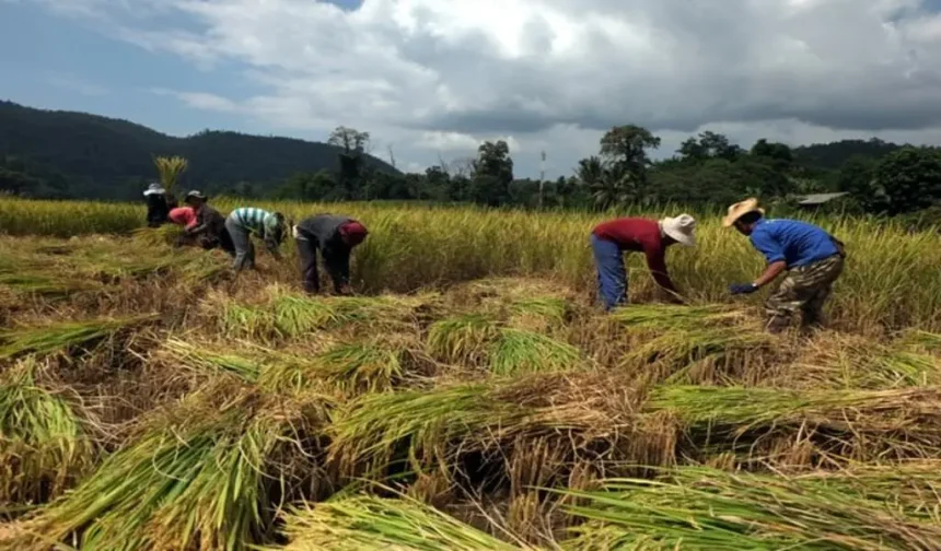 Ministry of Commerce Collaborates with Major Companies to Stabilize Agricultural Produce Prices in Thailand