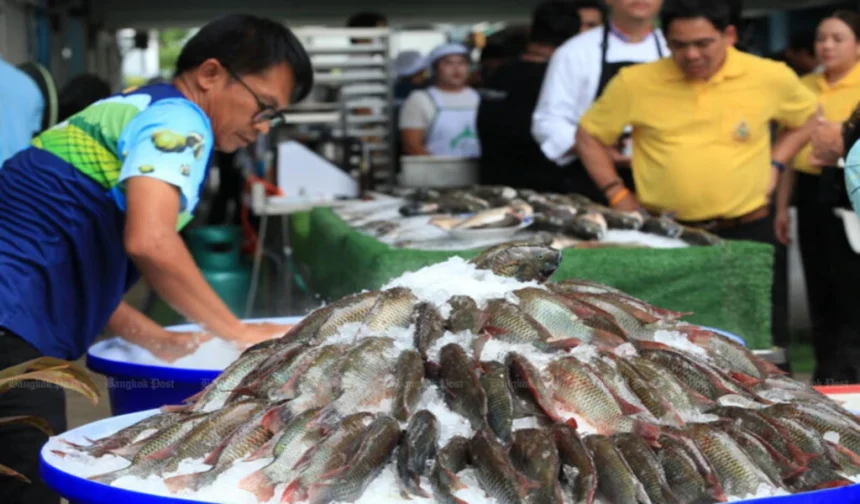 Thailand's Civil Society Demands Accountability for Blackchin Tilapia Invasion and Environmental Damage