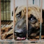 Dog Sacrifice Nan Province Northern Thailand