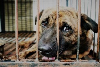 Dog Sacrifice Nan Province Northern Thailand