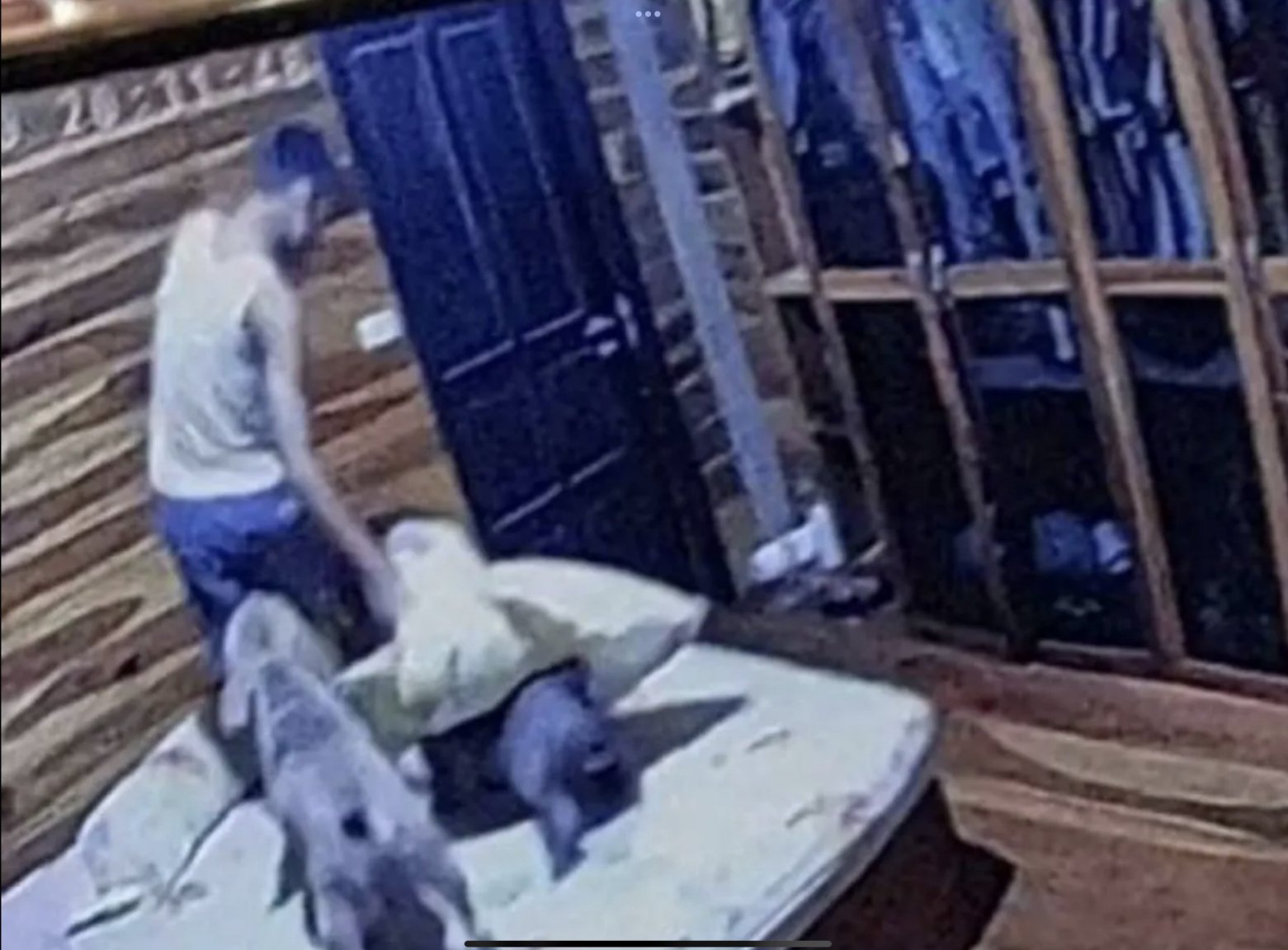 Footage from a security camera in the room showed Adisak went in to play with the American Bully dogs shortly before they began to attack