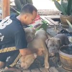 8 Year-Old Boy Mauled to Death By Three American Bully Dogs