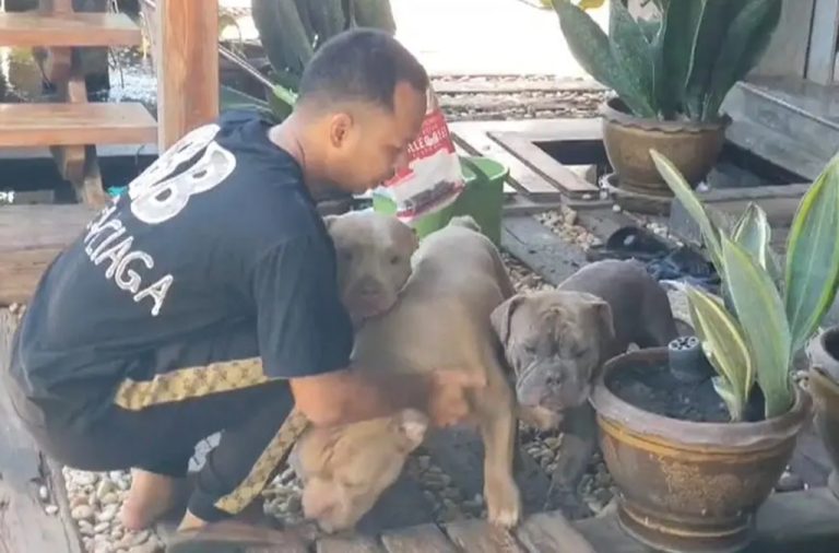 8 Year-Old Boy Mauled to Death By Three American Bully Dogs