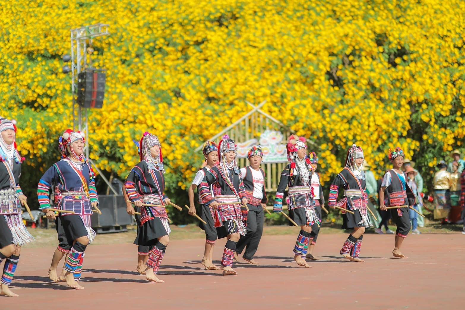 Chiang Rai Golden Sunflower Festival