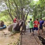 Elephant Rescue Chiang Mai