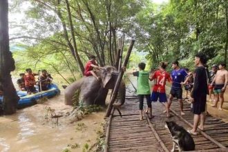 Elephant Rescue Chiang Mai