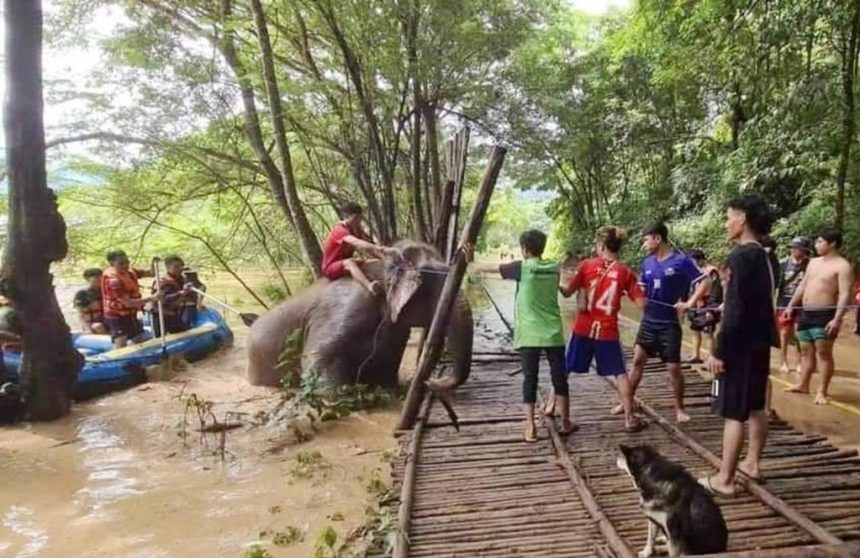 Elephant Rescue Chiang Mai