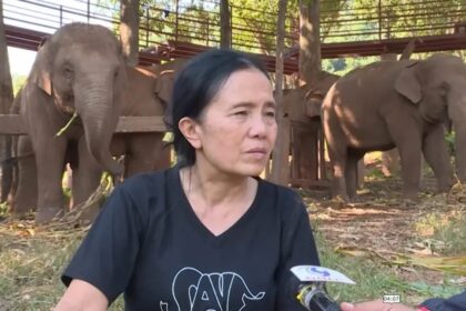 Elephant Foundation, Chiang Mai