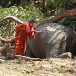 Elephants, Chiang Mai, flooding