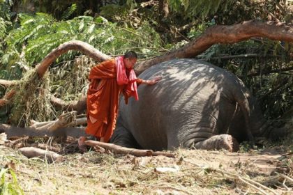 Elephants, Chiang Mai, flooding