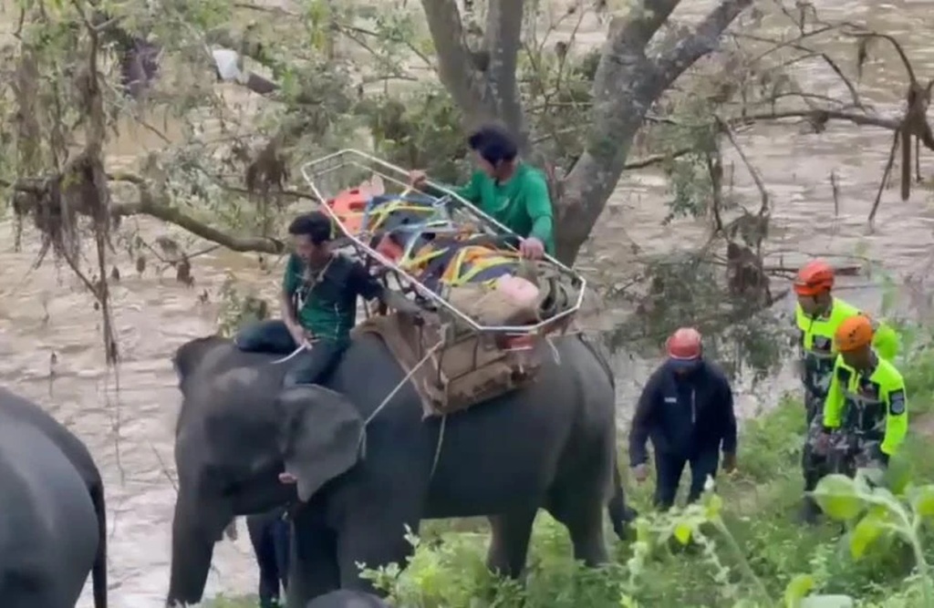 Elephants, Chiang Mai, Rescue training