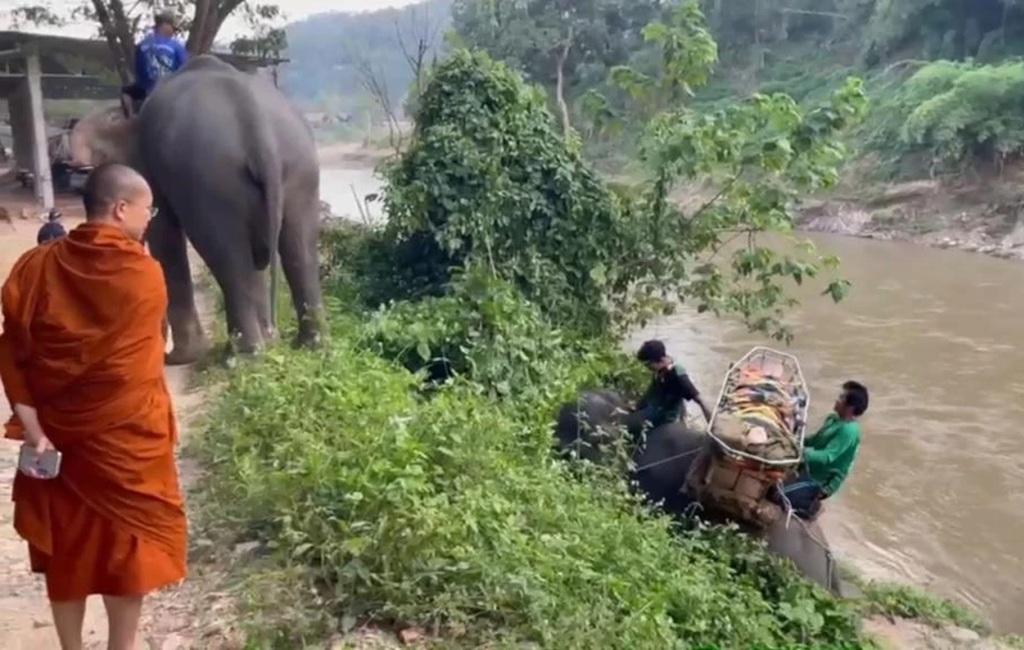 Elephants, Chiang Mai, Rescue training