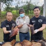 Chiang Rai, Poachers, Wildlife