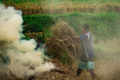 Slash and Burn Agriculture in Chiang Rai Province