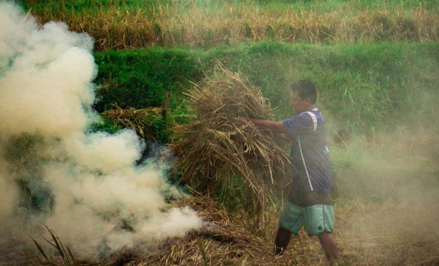 Slash and Burn Agriculture in Chiang Rai Province