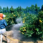 Chemicals Fruit Thailand