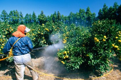 Chemicals Fruit Thailand