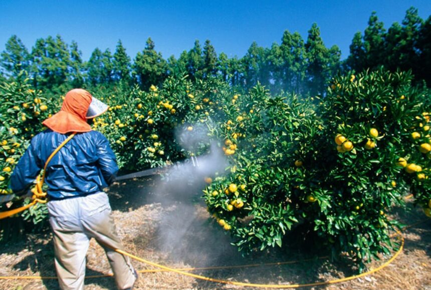 Chemicals Fruit Thailand