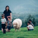 Yama Mitsu Sheep Farm Opens its Gates in Chiang Rai