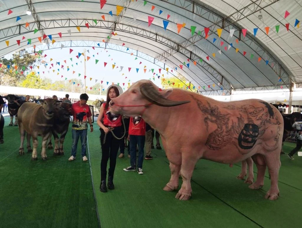 Chiang Rai Buffalo Beauty Contest