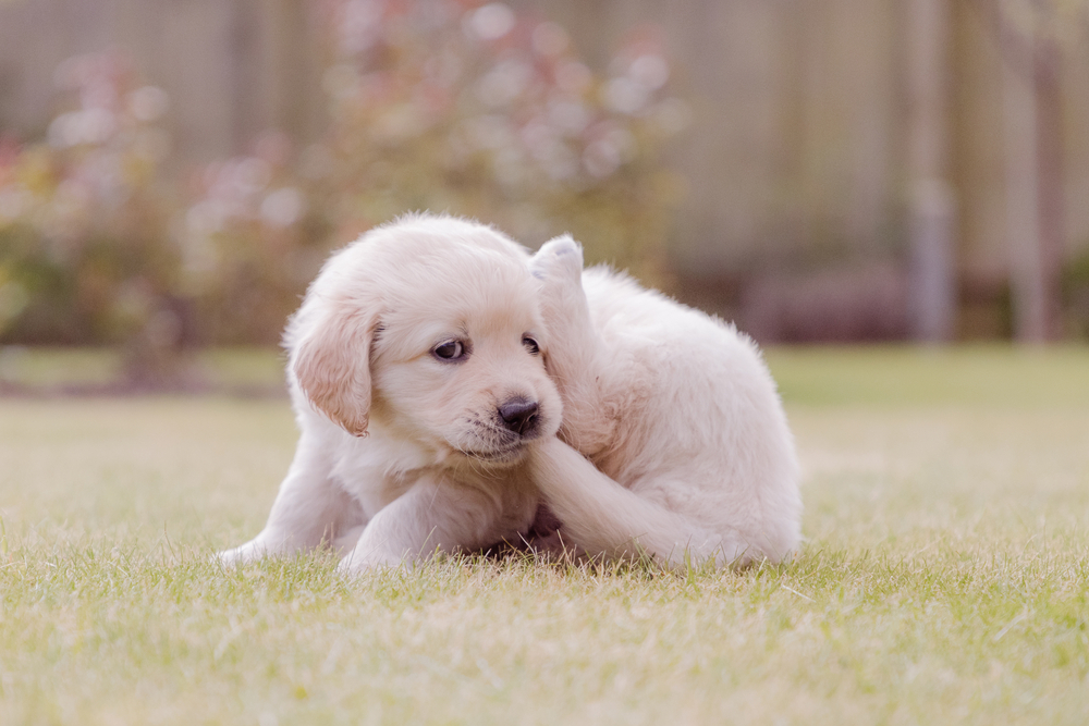 Thailand Golden Retrievers 