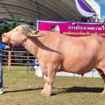 Chiang Rai Buffalo Beauty Contest