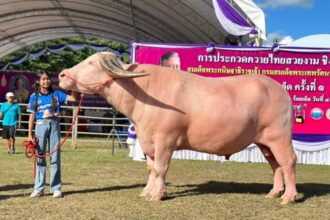 Chiang Rai Buffalo Beauty Contest