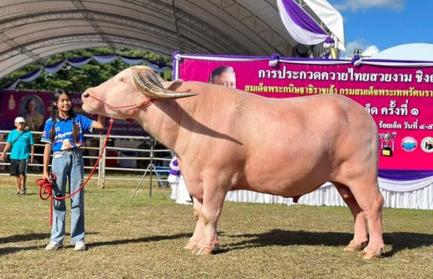 Chiang Rai Buffalo Beauty Contest